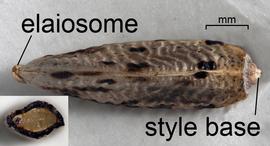   Fruit:   Onopordum acanthium , with an inset of the fruit#39;s 4-sided cross-section; Photo by D. Walters and C. Southwick, Table Grape Weed Disseminule ID
